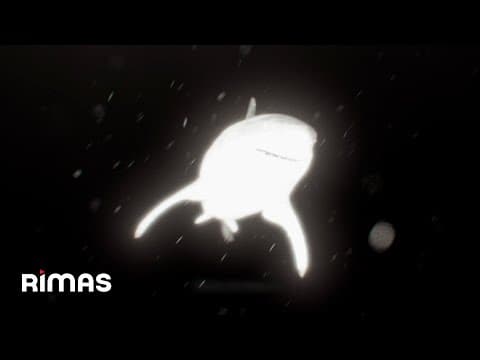 Yandel - Yandel - Pikaita (Visualizer) / Infinito