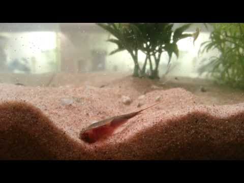 Bad Bunny - Big Fat Bob The [not a Sea Monkey] Triops