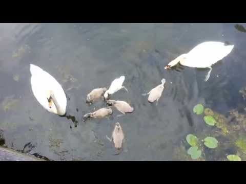 Bad Bunny - Swans and six cygnets May 2014