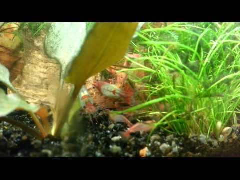 Bad Bunny - Feeding Time For Our Red Rili Shrimp