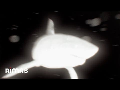 Yandel - Yandel - Gatillo (Visualizer) / Infinito